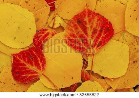 Close Up Of Colorful Leafs With Fall Color