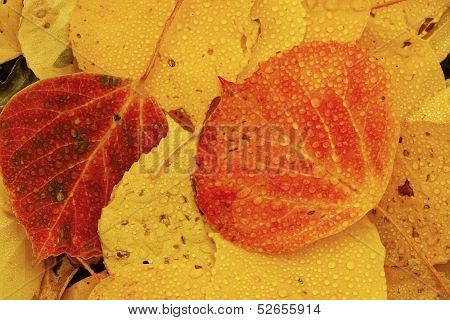 Close Up Of Colorful Leafs With Fall Color