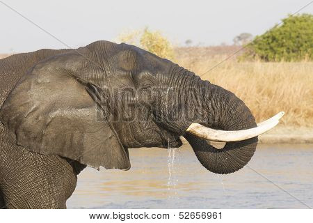 Male African Elephant Drinking Water, South Africa