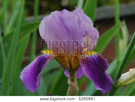 Iris