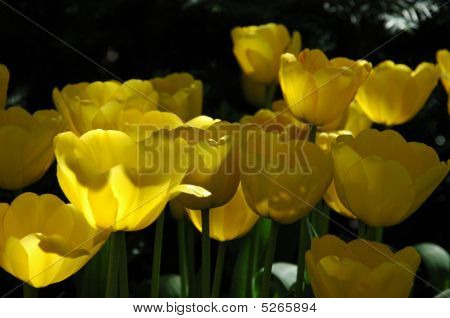 Tulipaner i sol og skygge