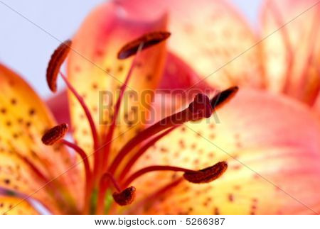 Blomster Lily