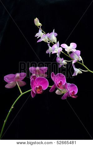 Two Kind Of Orchid Flower (phalaenopsis Amabilis)
