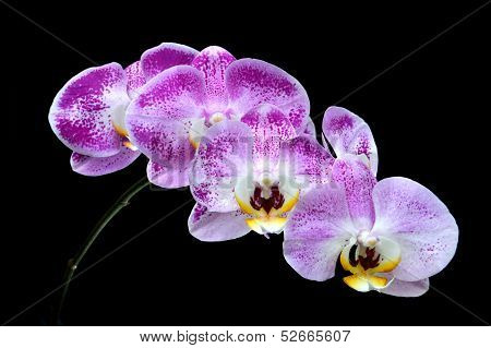 Moon's Orchid (phalaenopsis Amabilis)