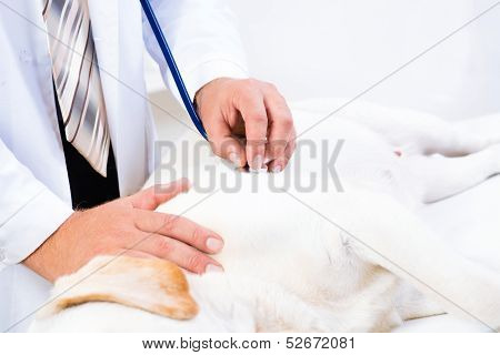 vet checks the health of a dog