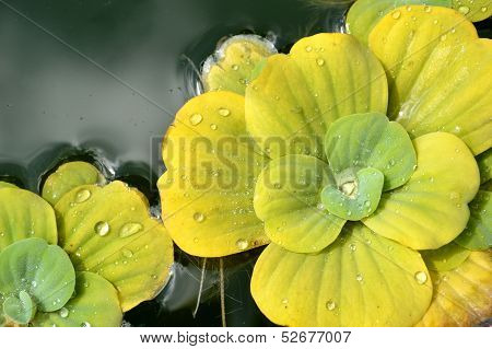 Pond Plants