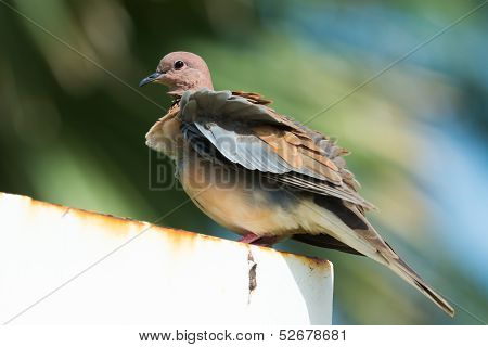 Stretopelia Senegalensis - Laughing Dove On A Breezy Day