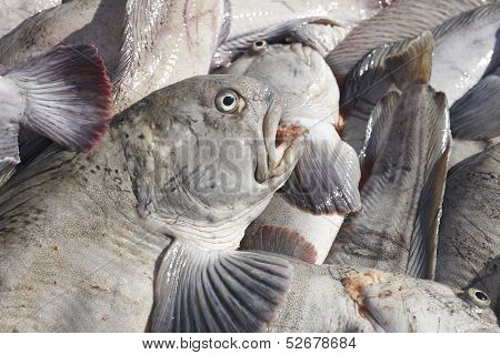 Catfish Detail. Just Fishing. Bolungarvik Harbor. Iceland.