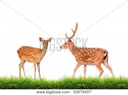 Sika Deer With Green Grass Isolated