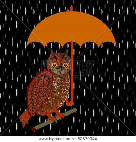 An Owl With Umbrella In The Rain