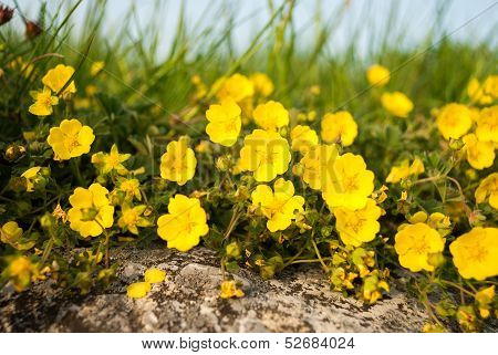 Little Yellow Flowers