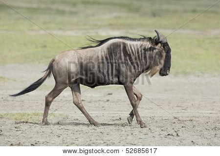 White Bearded Wildebeest Running, Tanzania