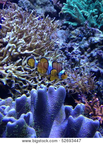 Underwater farytale