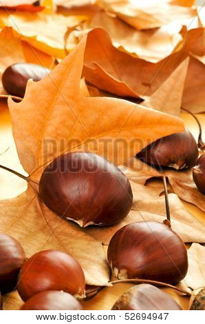 a pile of chestnuts with some autumn leaves on the background