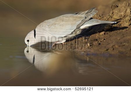 Cape Turtle Dove (streptopelia Capicola), Botswana