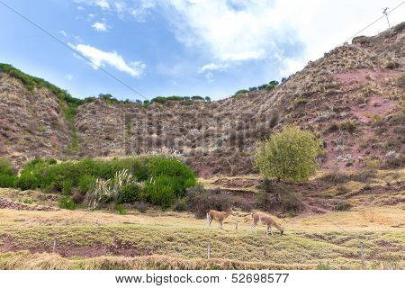 Farm Of Llama,alpaca,vicuna In Peru,south America. Andean Animal.llama Is South American Camelid