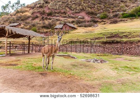 Peruvian  Llama. Farm Of Llama,alpaca,vicuna In Peru,south America. Andean Animal.llama Is South Ame