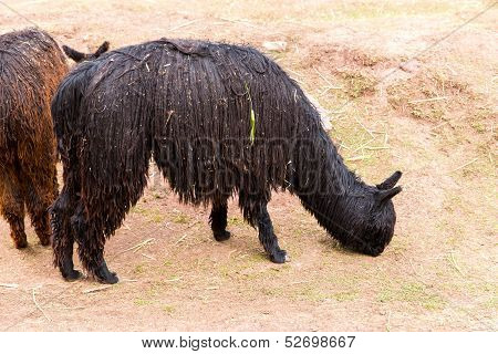 Peruvian Alpaca. Farm Of Llama,alpaca,vicuna In Peru,south America. Andean Animal.alpaca Is South Am