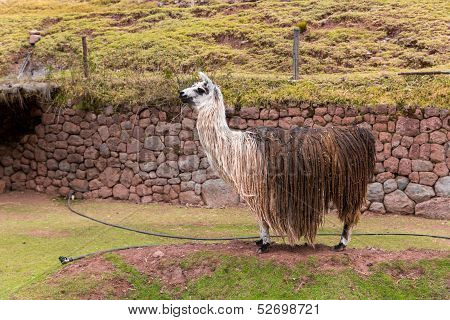 Peruvian  Vicuna. Farm Of Llama,alpaca,vicuna In Peru,south America. Andean Animal.llama Is South Am