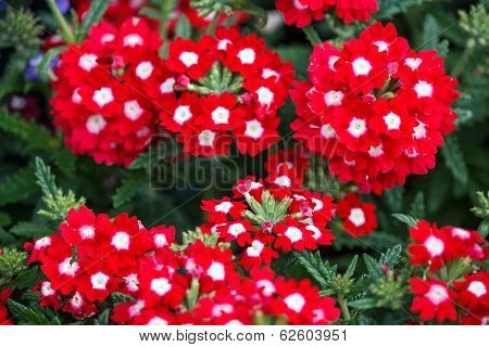 Red and white verbena flowers