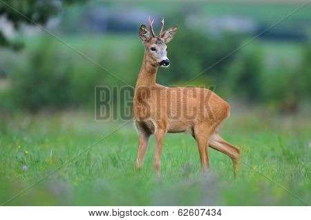 Roe deer