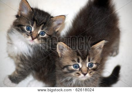 Two kittens