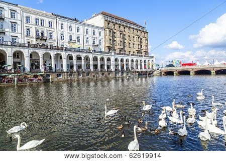 HAMBURG GERMANY - SEP 3: Swan in Alster river on Sep 3 2012 in Hamburg Germany. Alster swans are symbol of Hamburg since 1591. It is forbidden by law to harm them.