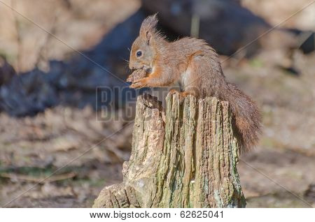 Red squirrel
