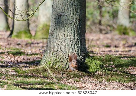 Red squirrel