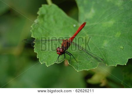 Dragonfly