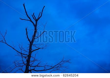 Scary Tree