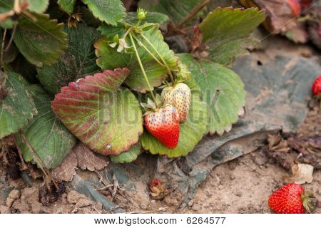 Fraises