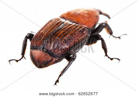 Behind A Red Weevil