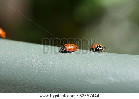 Beautiful Lady Bugs 