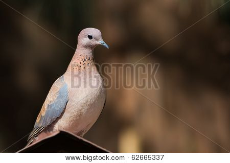 Laughing Dove (stretopelia Senegalensis) On An Apex