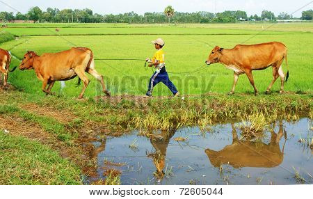 Asian Child Labor Tend Cows