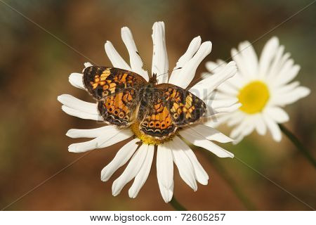 Pearly Crescent Spot On A Daisy