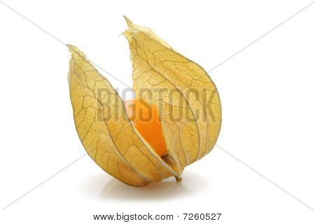 Physalis