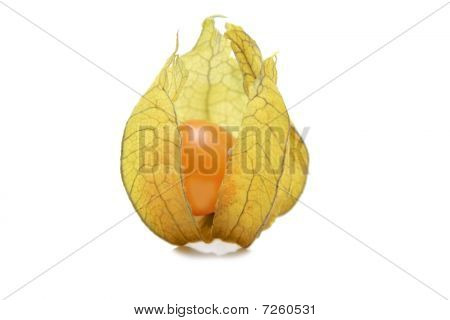 Physalis