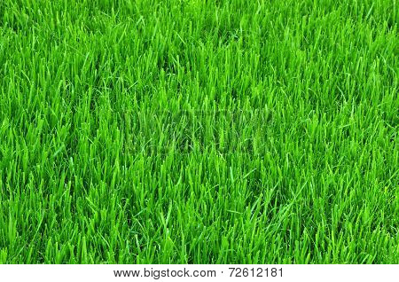 Green Grass Background Texture.