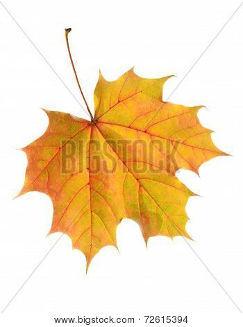 Autumn leaf