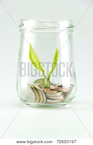 Growing Plant With Coin Money