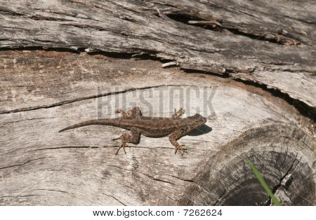 Vestlig hegn Lizard