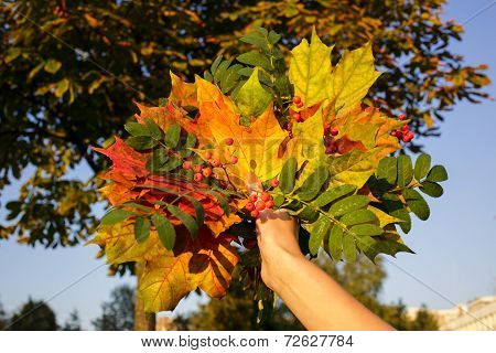 Bouquet of yellow and green leaves with mountain ash branch in hand
