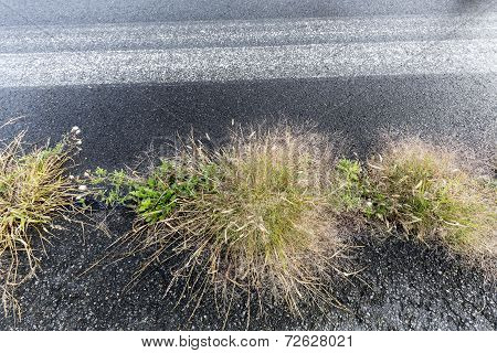 Grass Hassock At The Side Of A Street