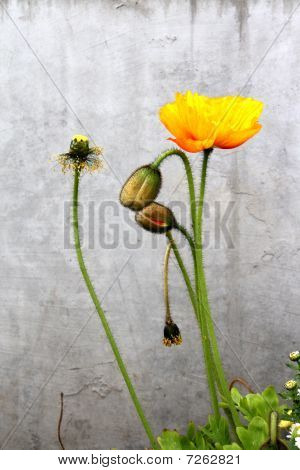 Amapola islandesa y brotes