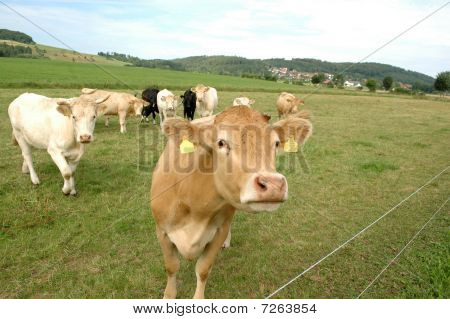 Cows In The Pasture.