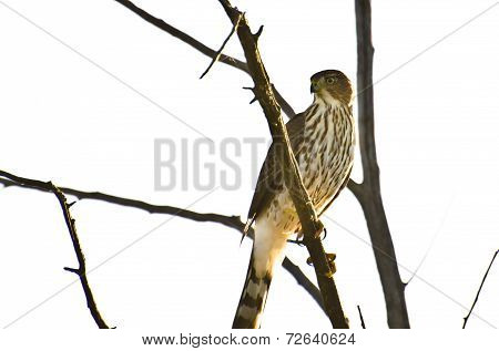 Sharp-shinned Hawk Perched In A Tree Against On White Background