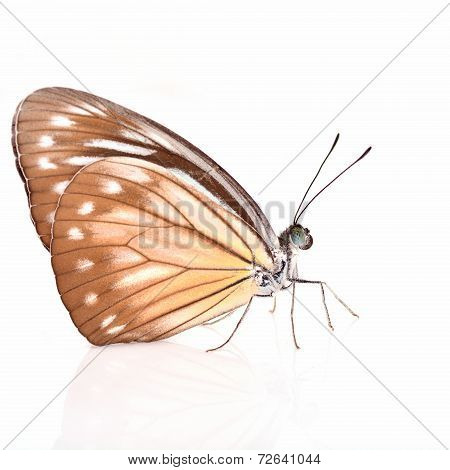 Malayan Wanderer Butterfly