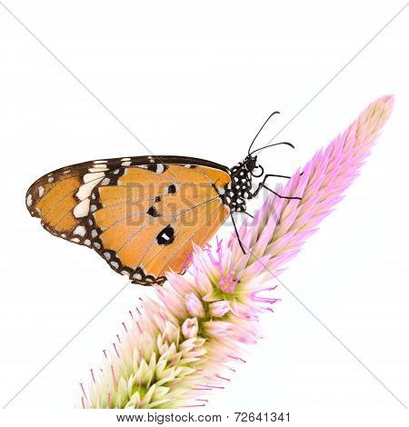 Monarch Butterfly On Flower